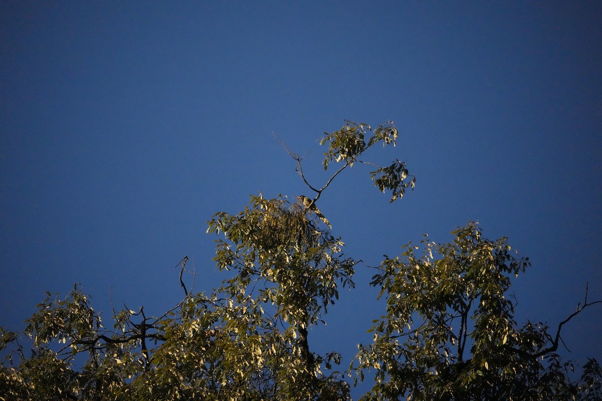 Кіта жовтодзьоба - ML646530399