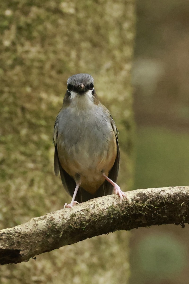 Королець квінслендський - ML646530401
