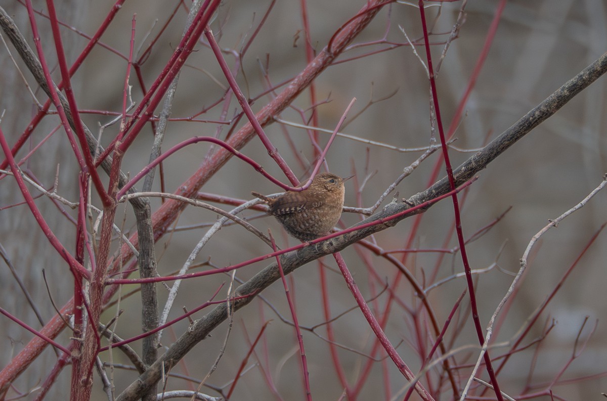 Волоочко канадське - ML646530402