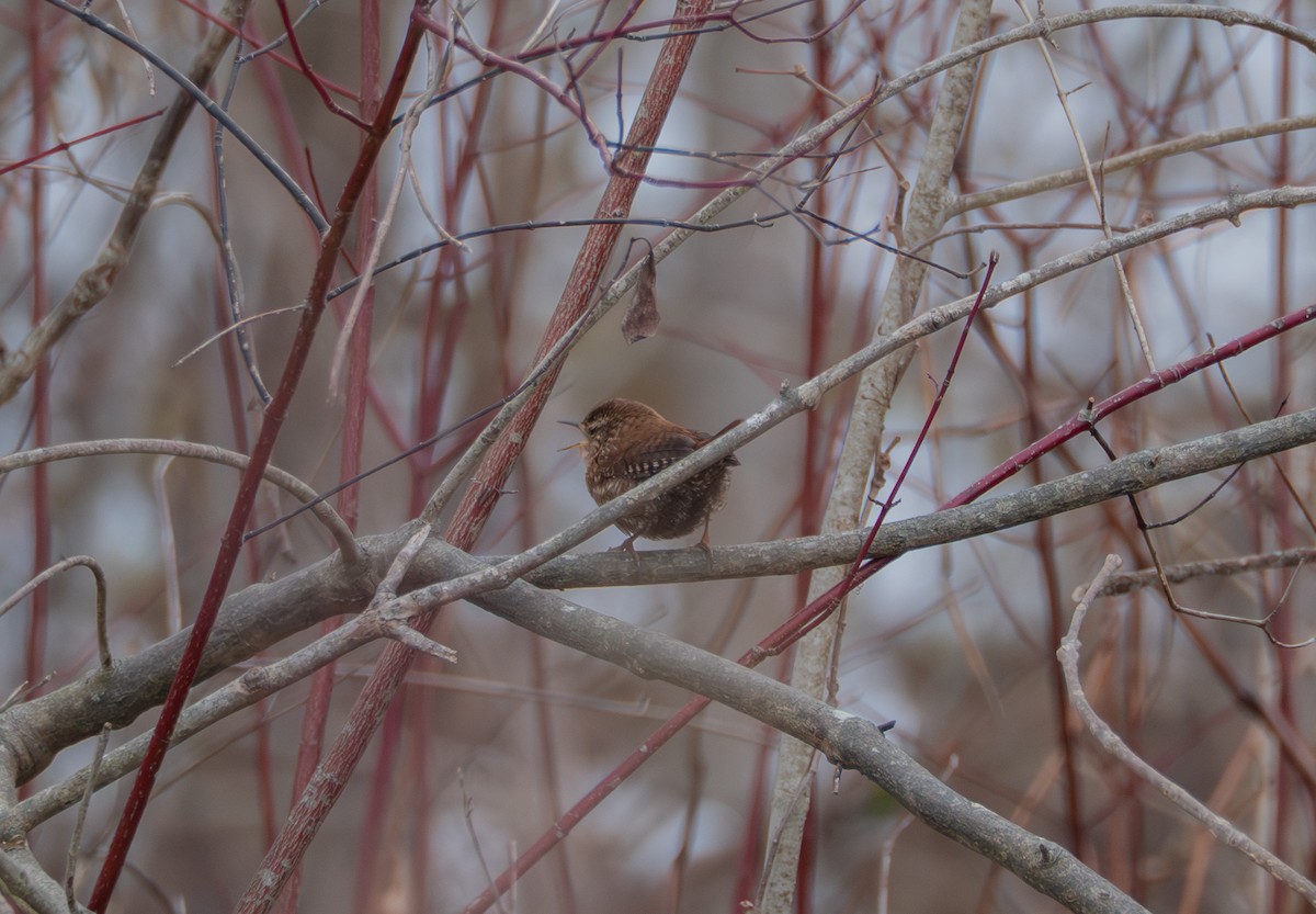 Волоочко канадське - ML646530403