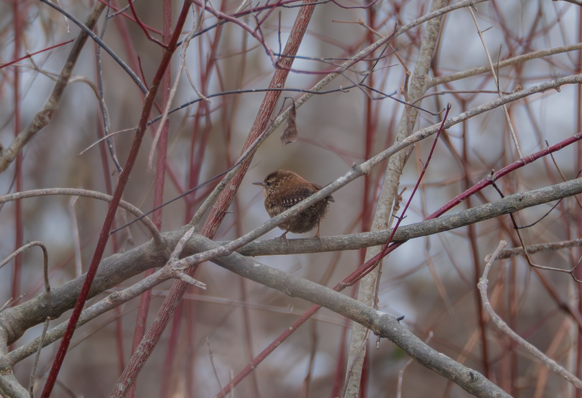Волоочко канадське - ML646530404