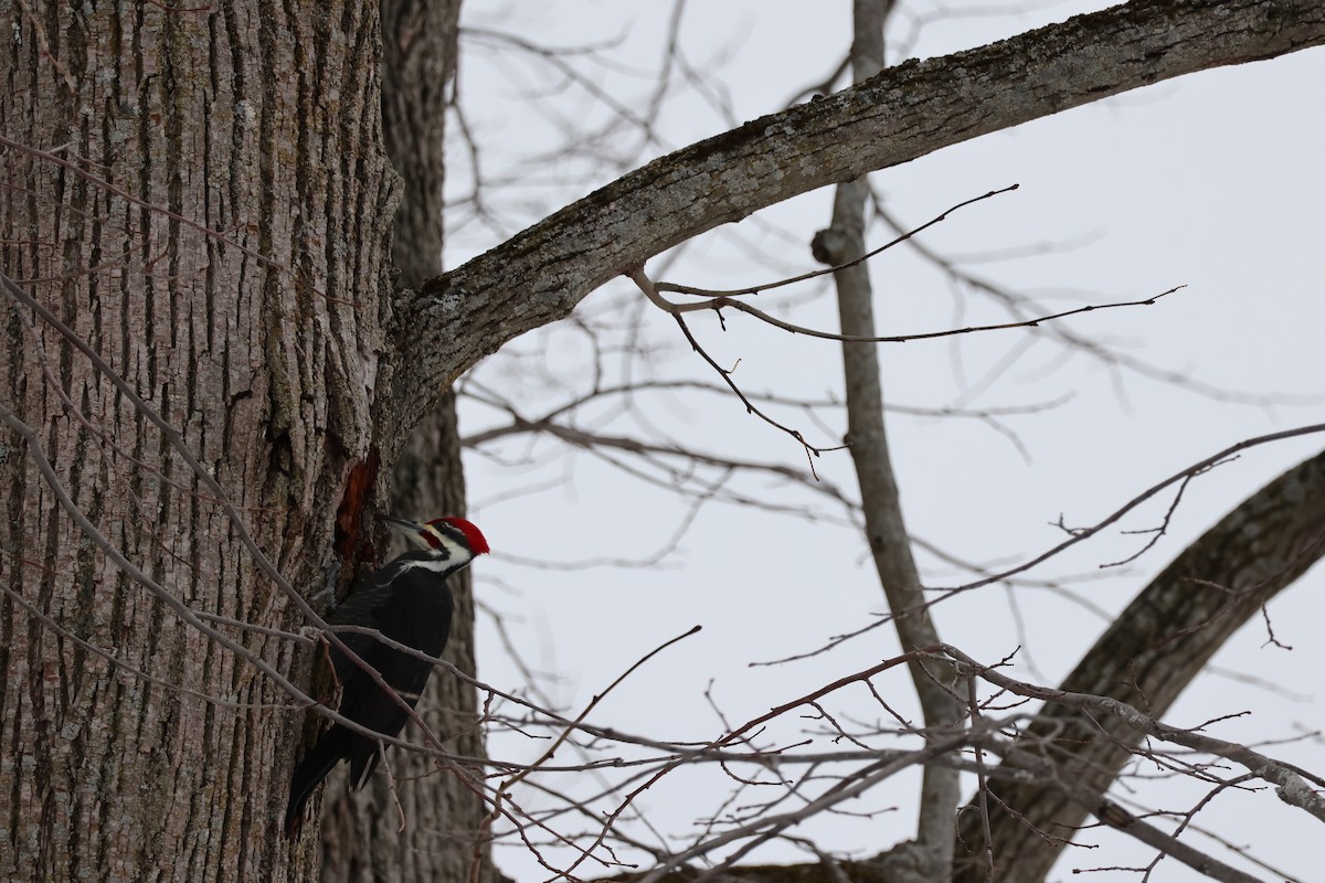 Pileated Woodpecker - ML646530405