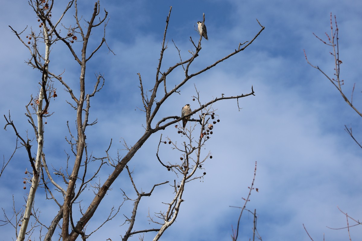 Peregrine Falcon - ML646530406