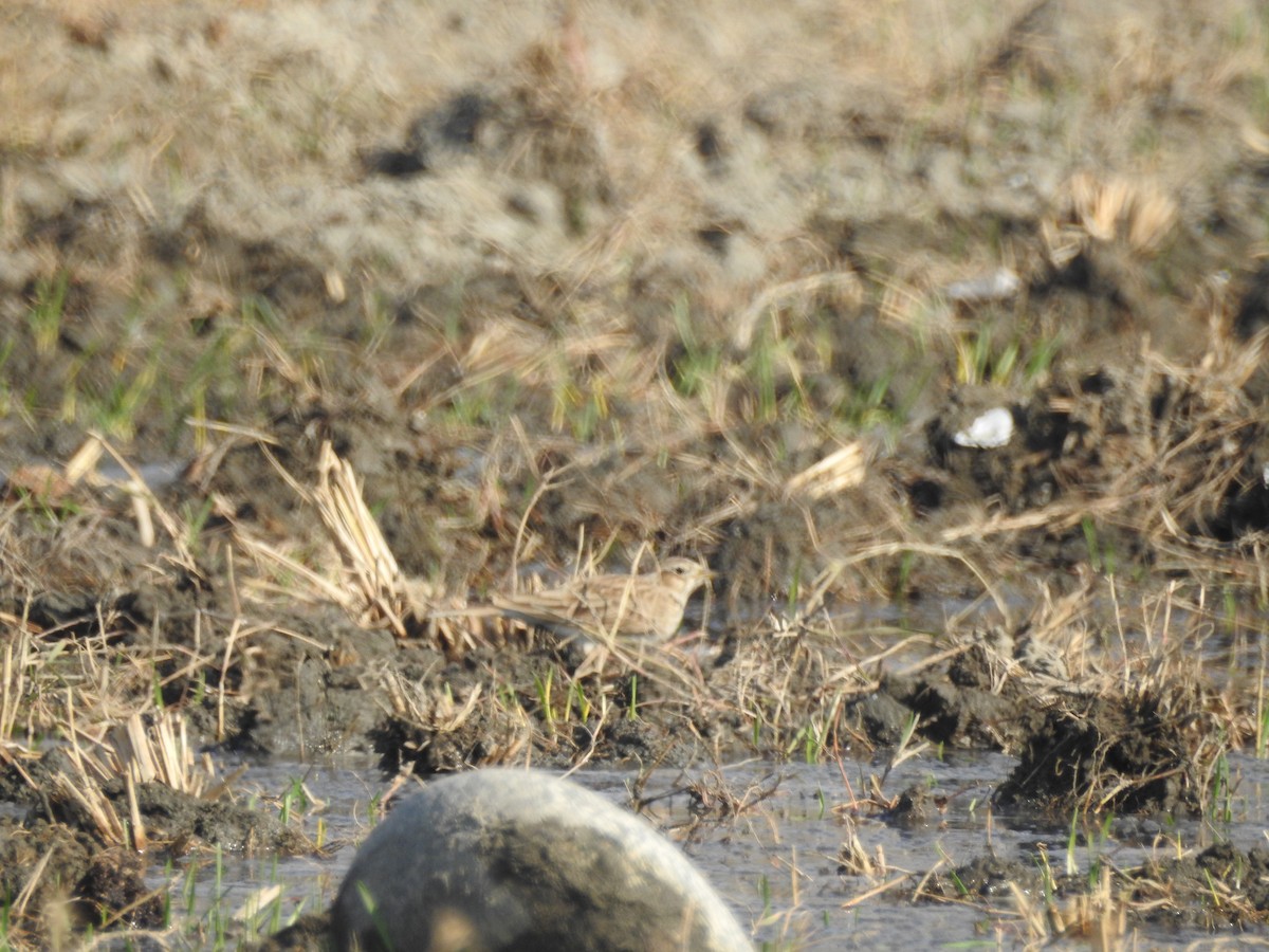 Eurasian Skylark - ML646530407
