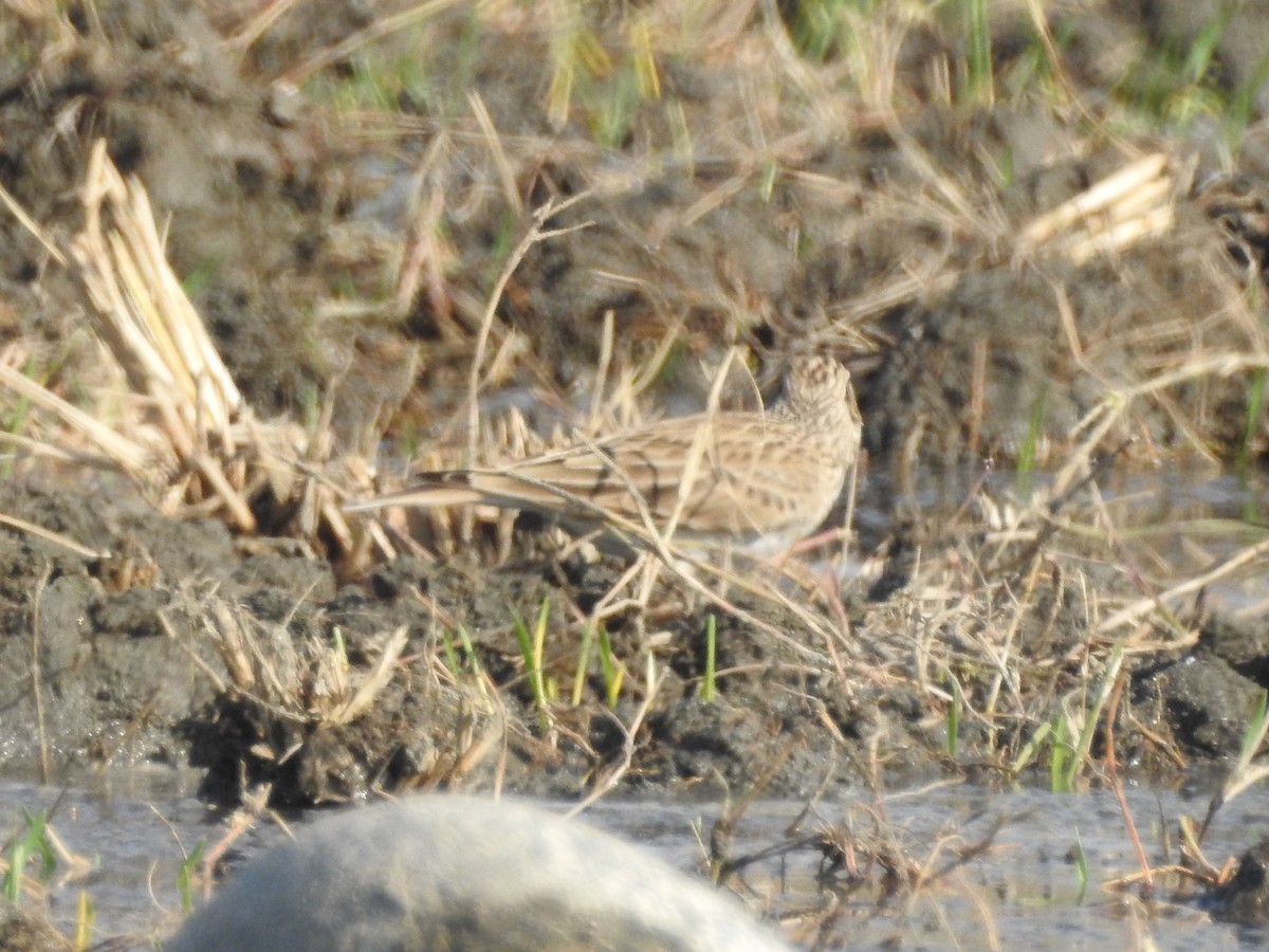 Eurasian Skylark - ML646530408