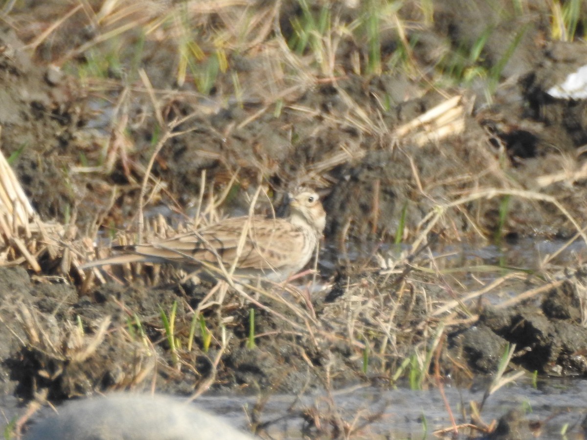 Eurasian Skylark - ML646530409
