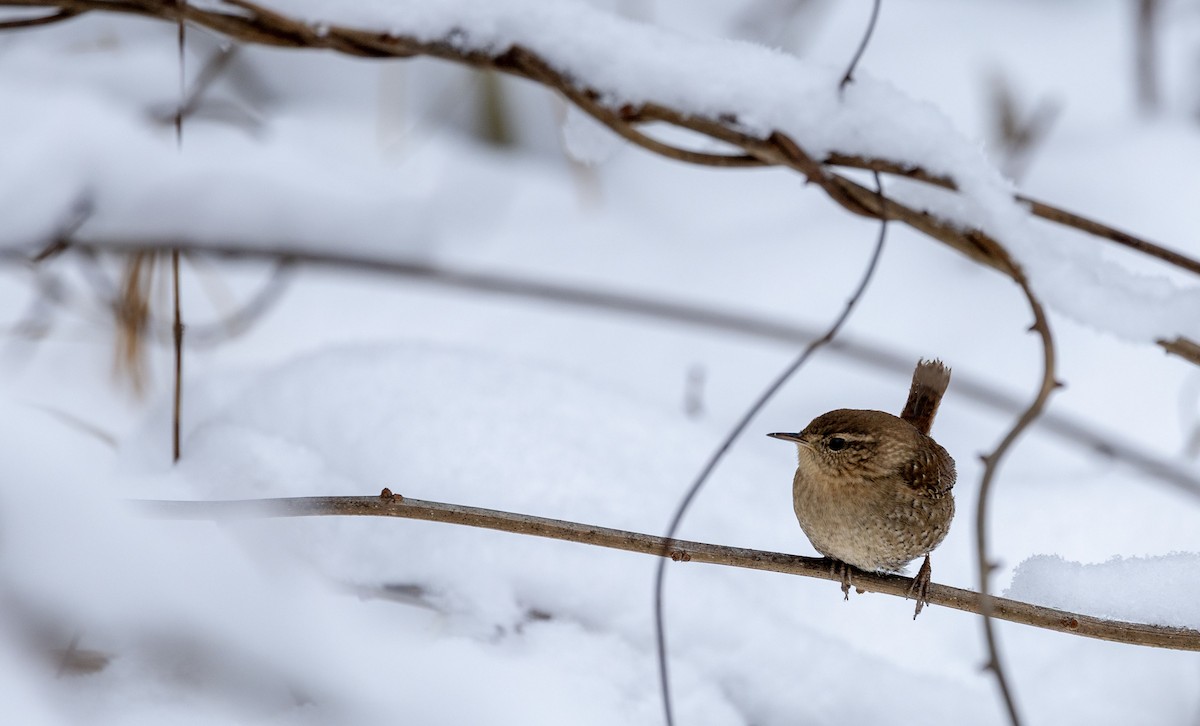 vintersmett - ML646530410