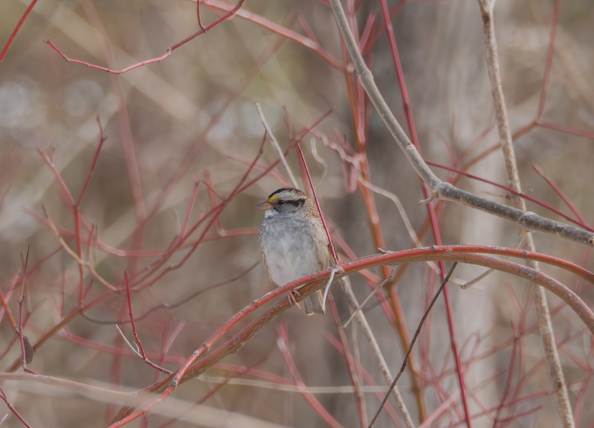 White-throated Sparrow - ML646530412