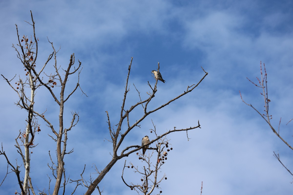 Peregrine Falcon - ML646530413