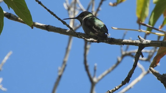 kalypta růžovohlavá - ML646530415