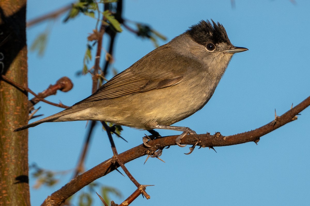 Eurasian Blackcap - ML646530416