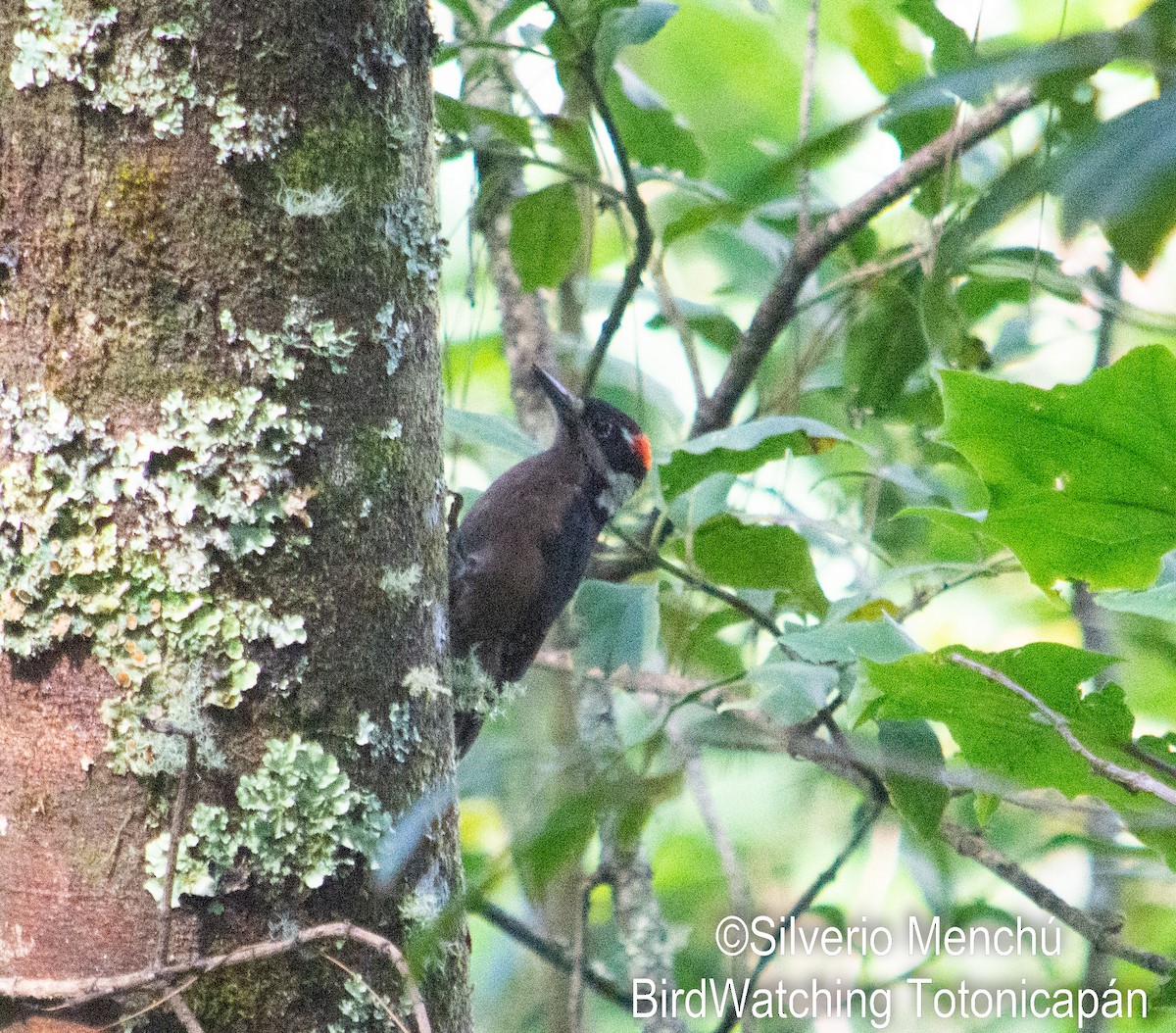 Hairy Woodpecker - ML646530420
