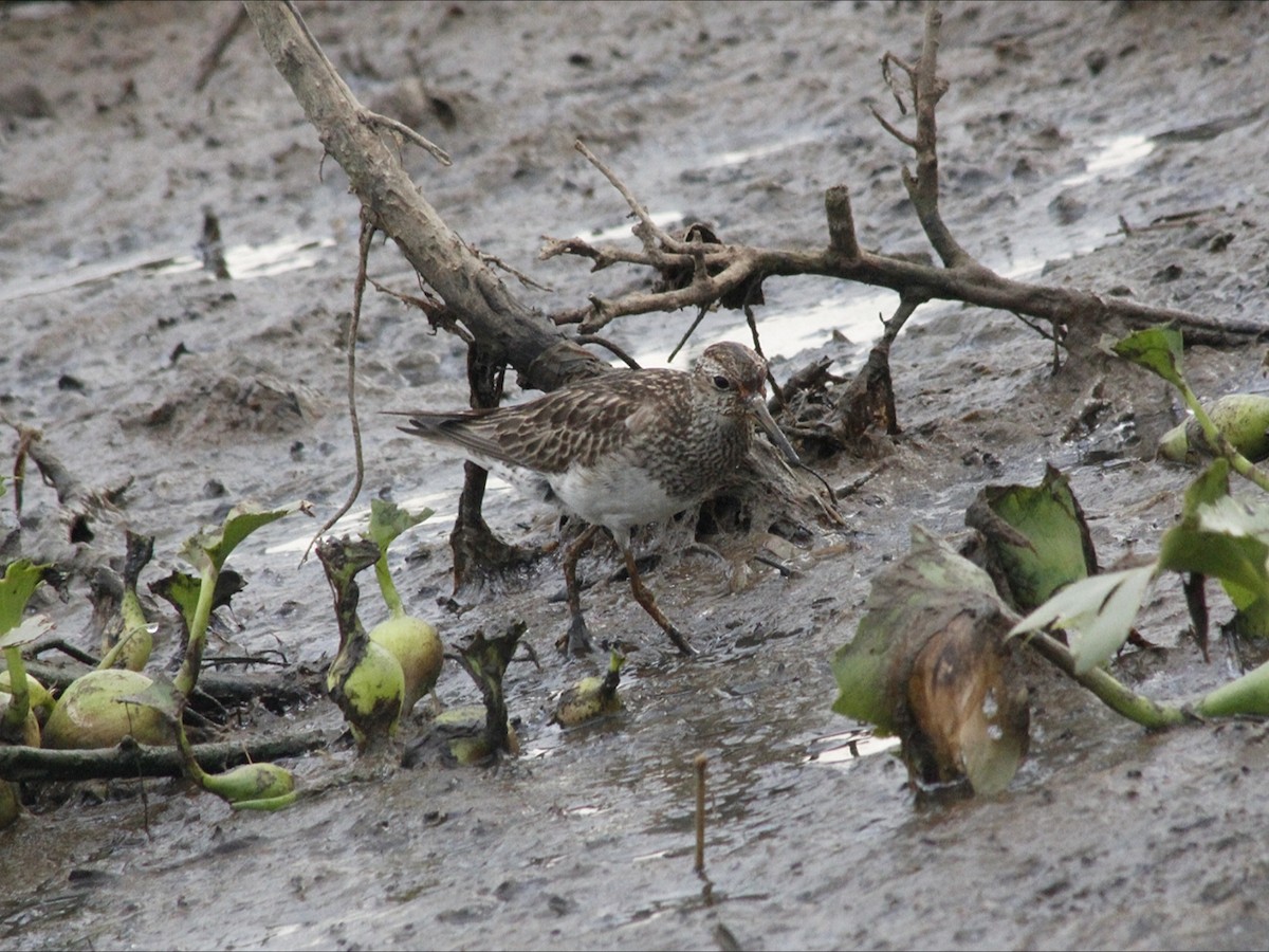 Pectoral Sandpiper - ML646530421