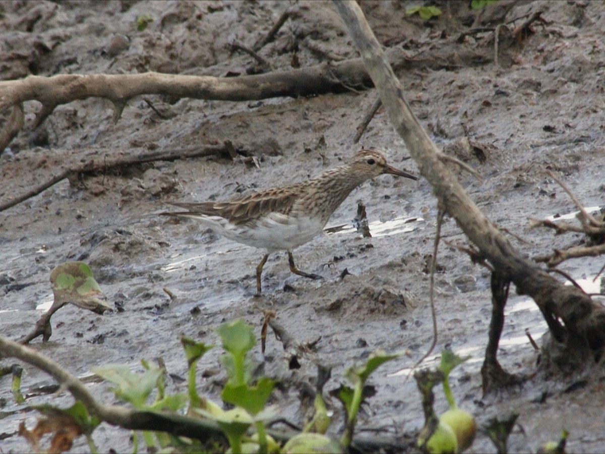 Pectoral Sandpiper - ML646530422
