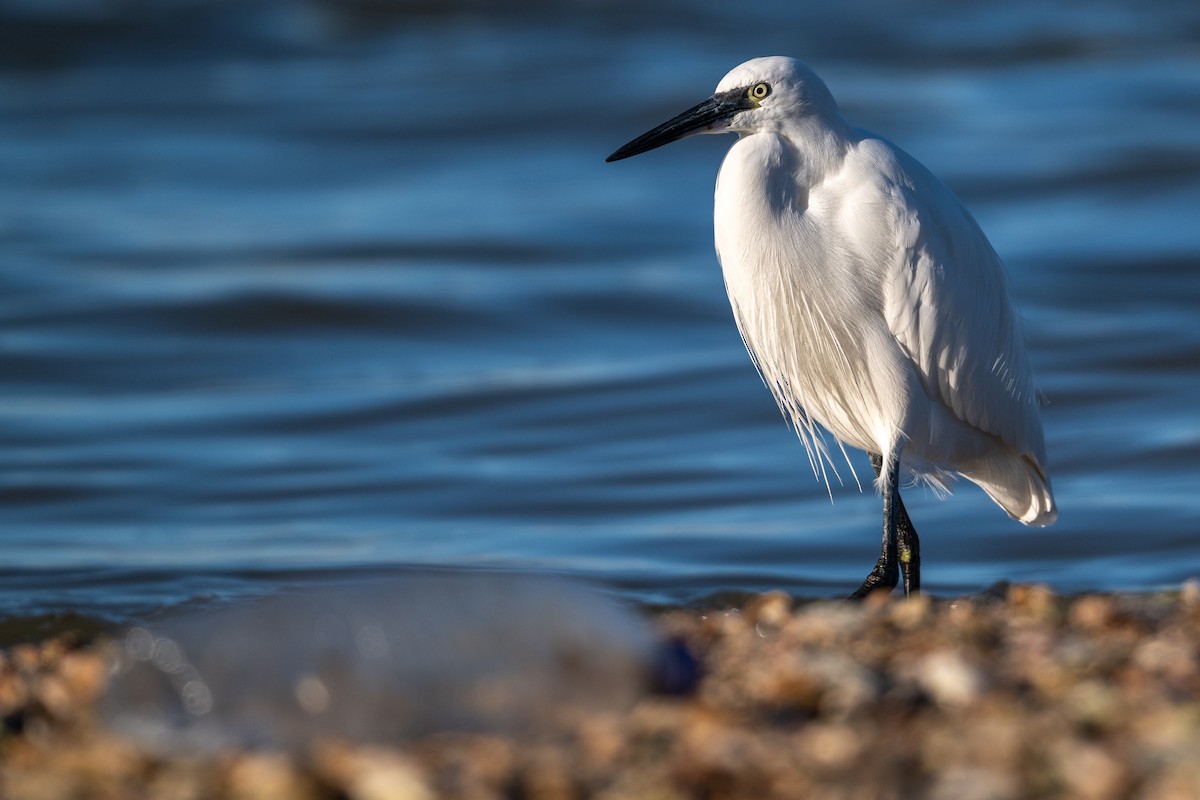 Little Egret - ML646530423