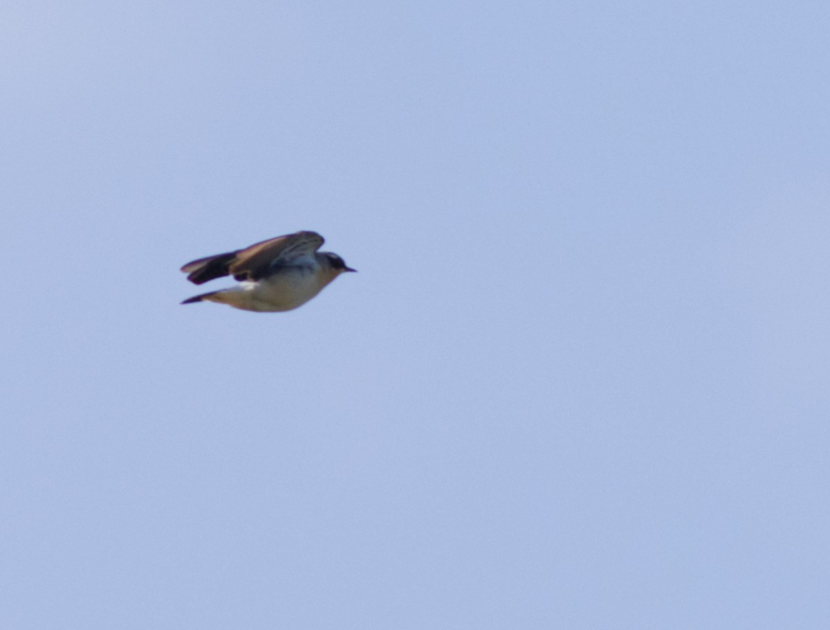 Northern Wheatear - ML646530424
