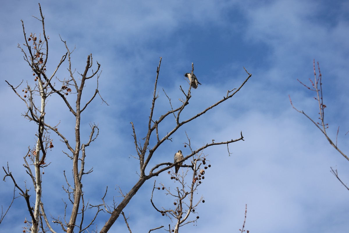 Peregrine Falcon - ML646530426