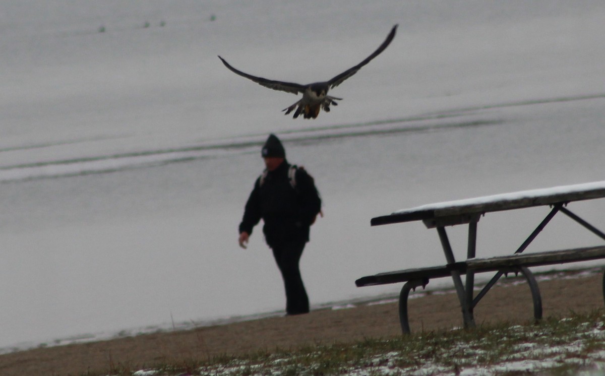 Peregrine Falcon - ML646530430