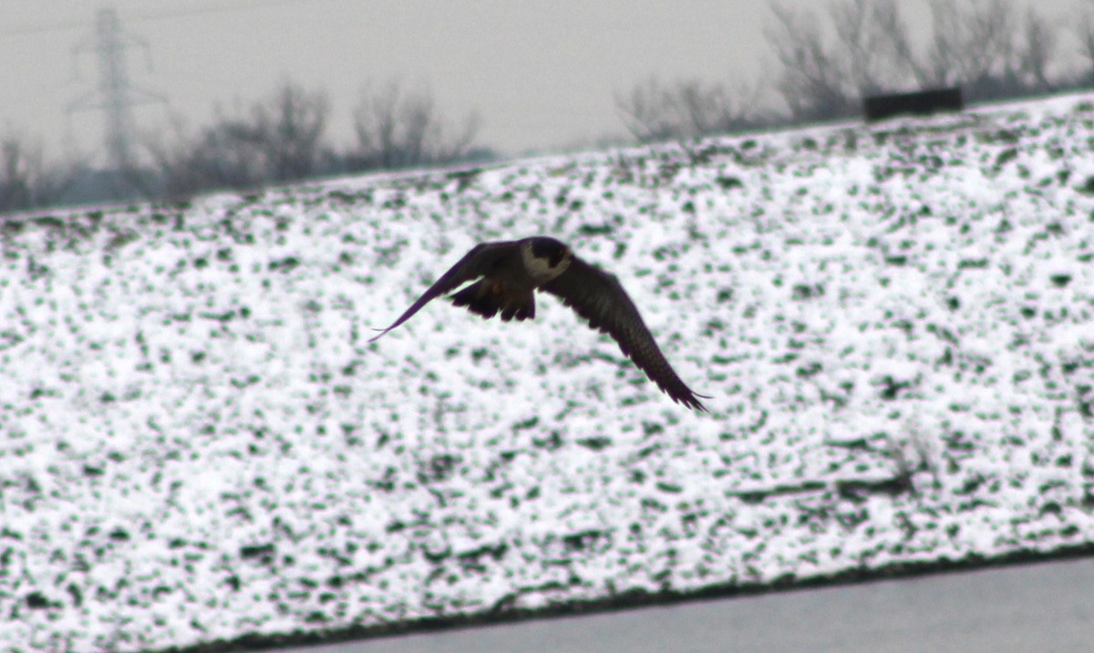 Peregrine Falcon - ML646530431