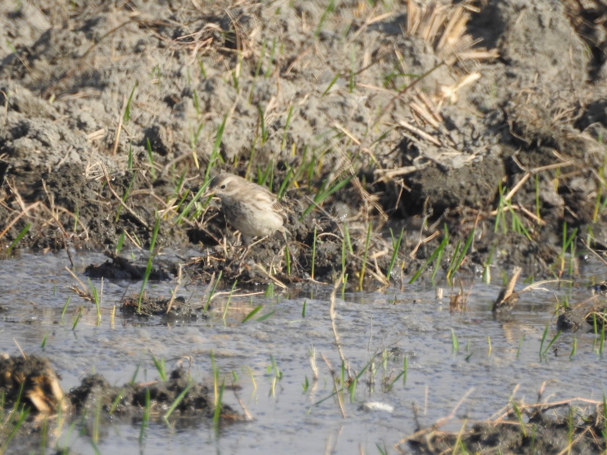 Water Pipit - ML646530432