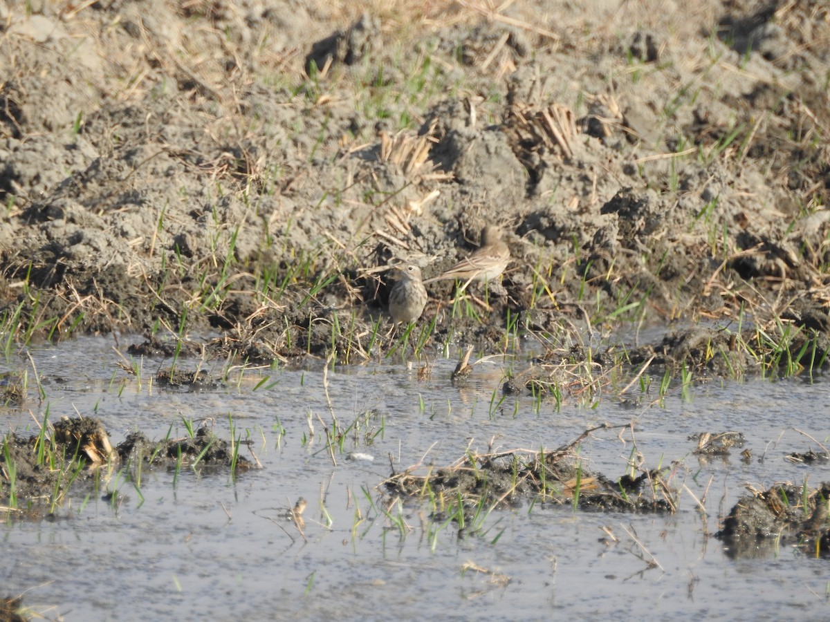 Water Pipit - ML646530433