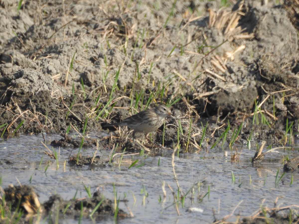 Water Pipit - ML646530435