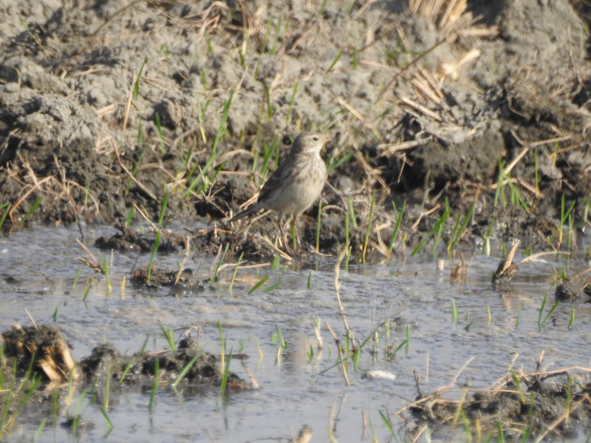 Water Pipit - ML646530436
