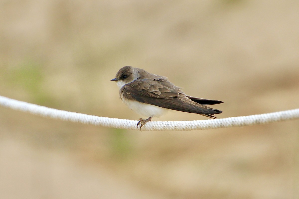 Bank Swallow - ML646530437