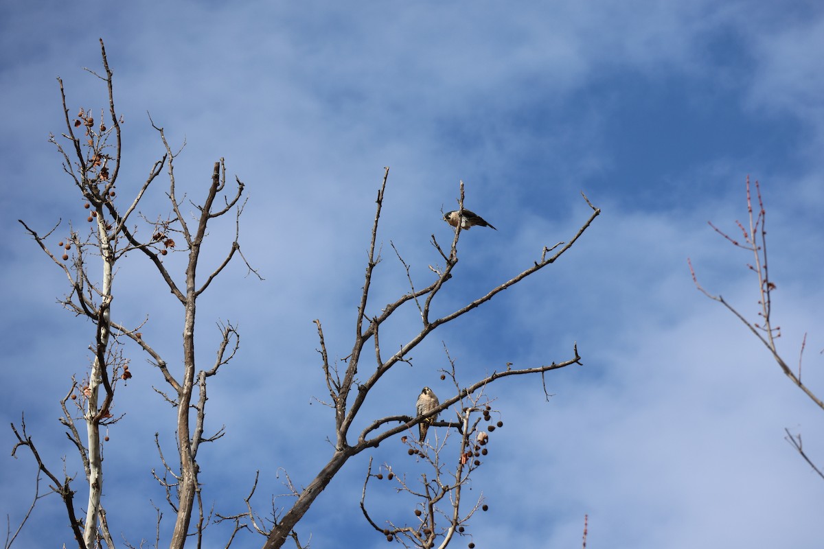 Peregrine Falcon - ML646530438