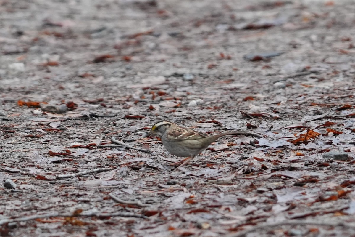 White-throated Sparrow - ML646530442
