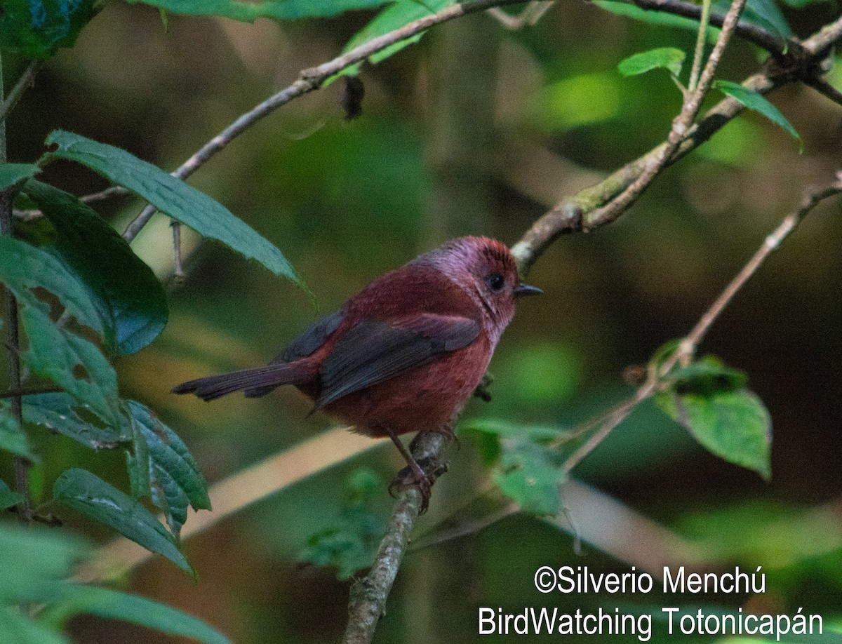 Pink-headed Warbler - ML646530443