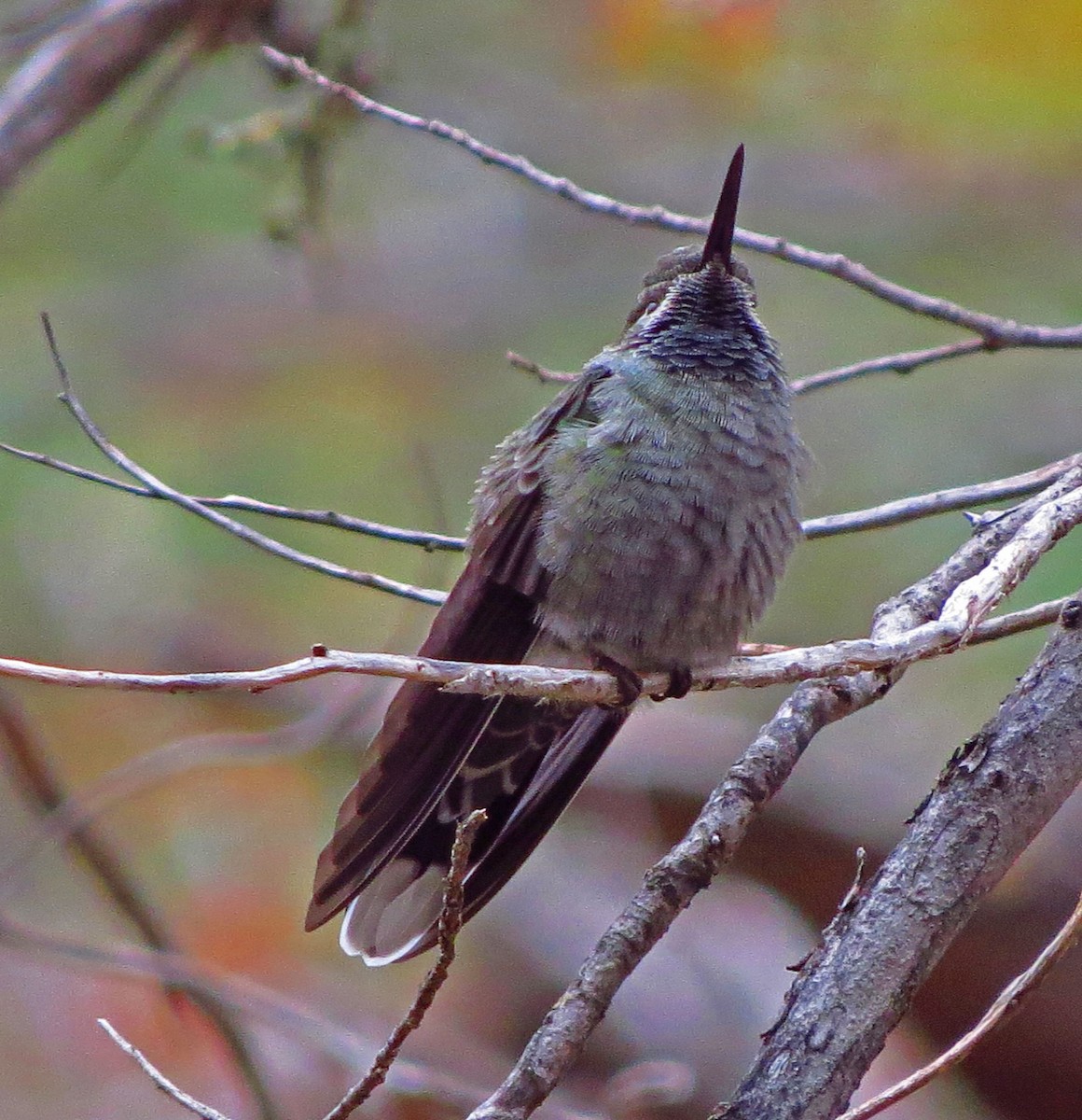 Blue-throated Mountain-gem - ML646530449