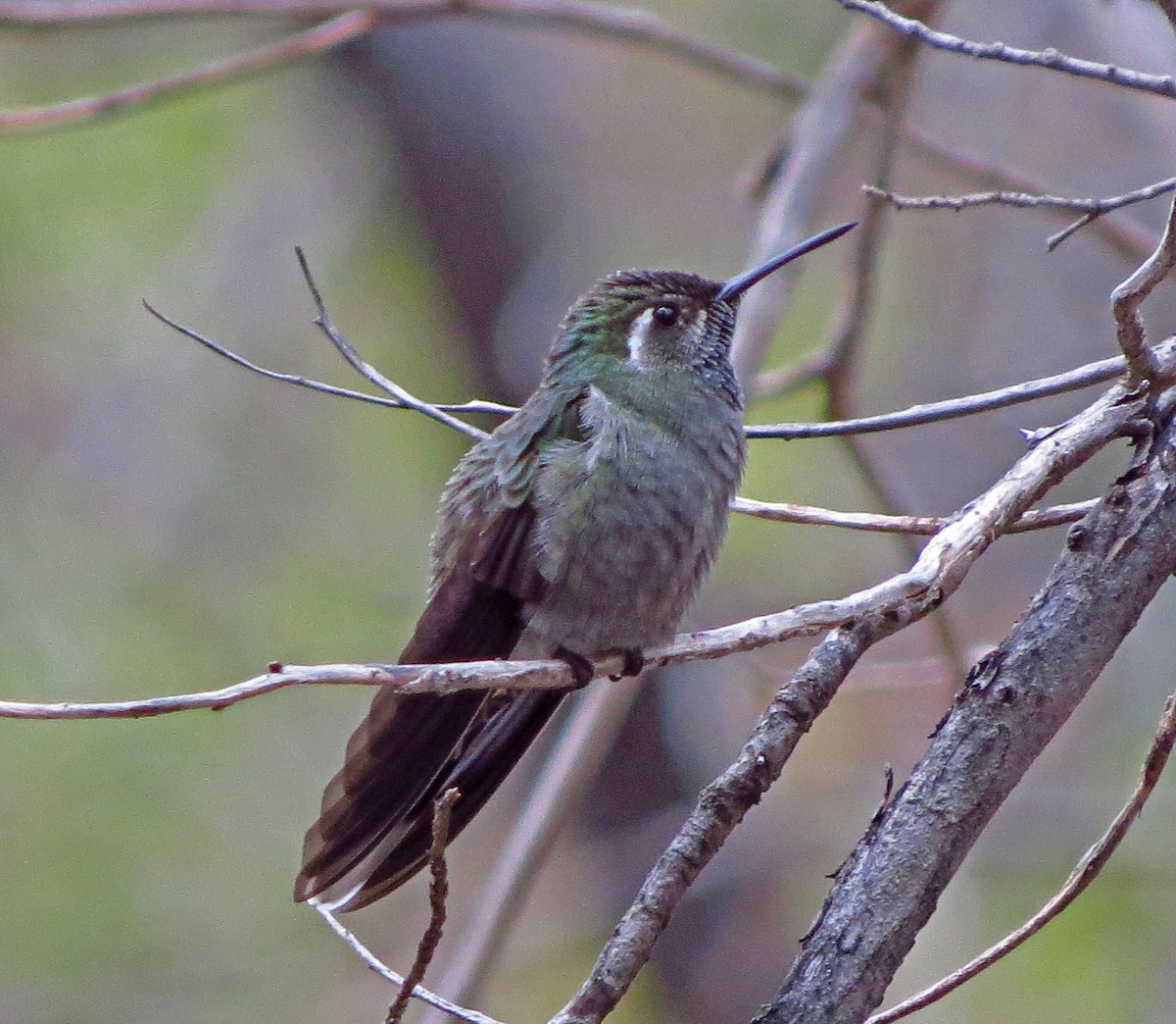 Blue-throated Mountain-gem - ML646530450