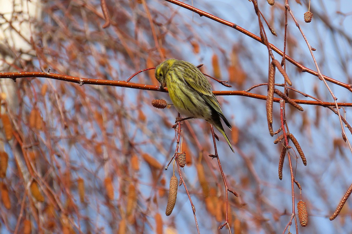 בזבוז אירופי - ML646530451