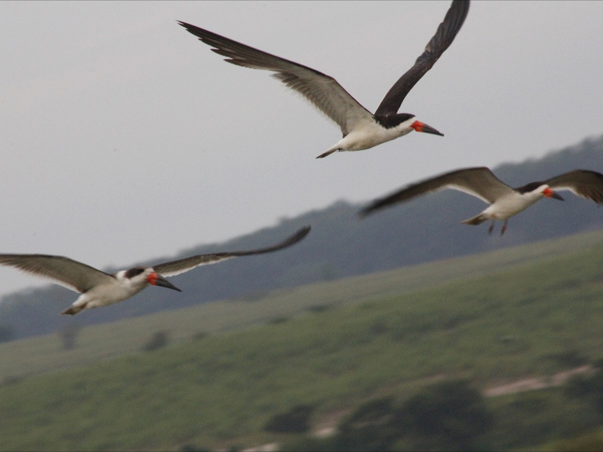 Black Skimmer - ML646530453