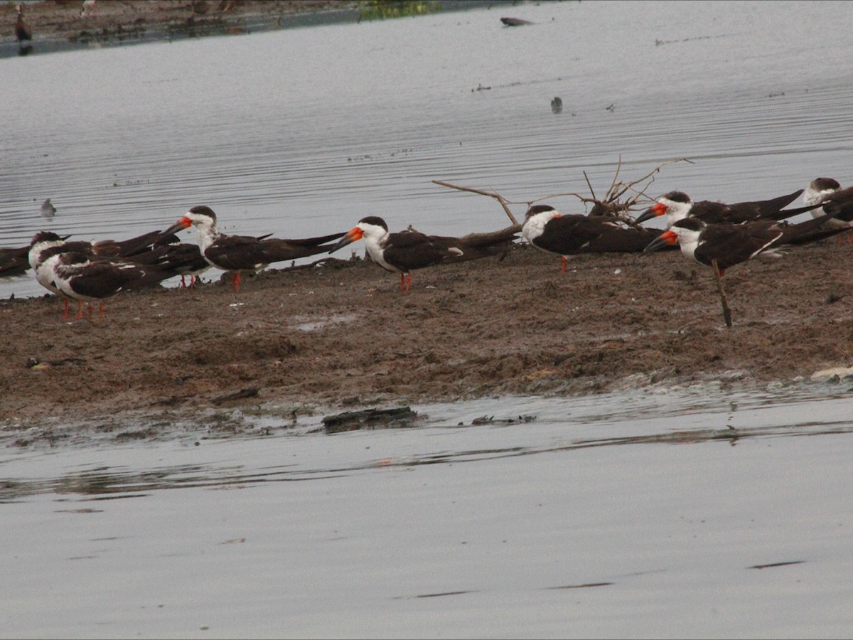 Black Skimmer - ML646530454