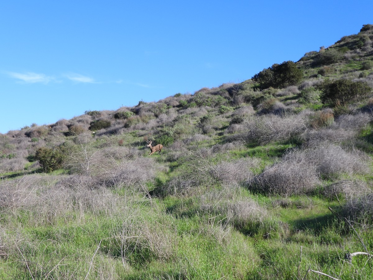 Animals - ML646530461