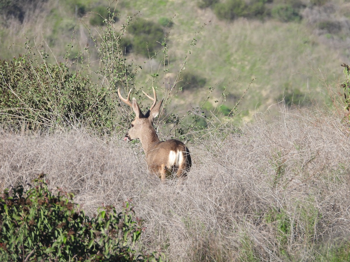 Animals - ML646530462