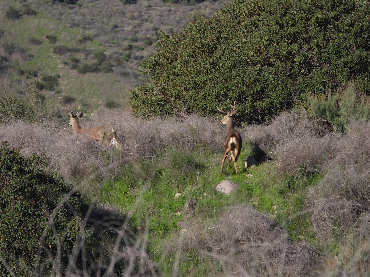 Animals - ML646530463