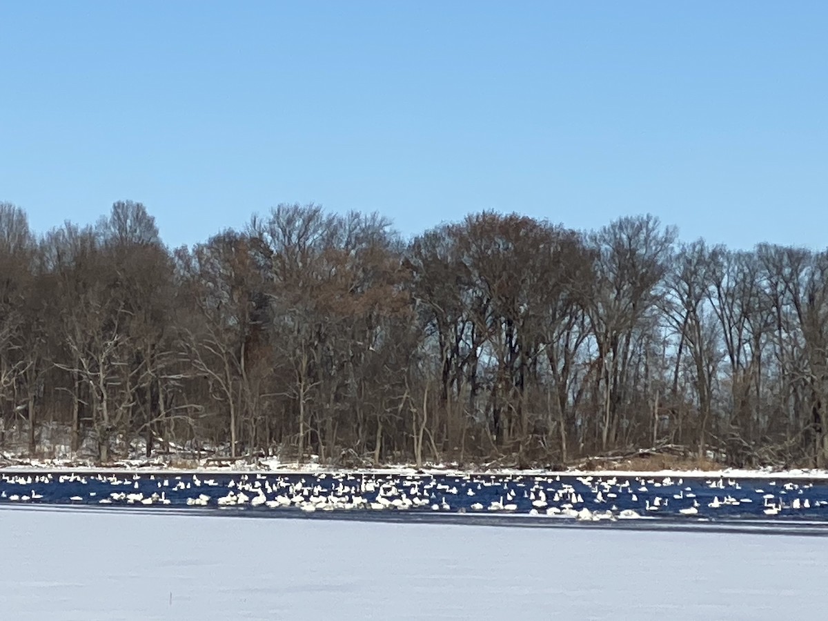 labuť malá - ML646530466