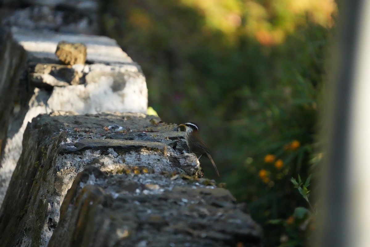 Streak-breasted Scimitar-Babbler - ML646530487