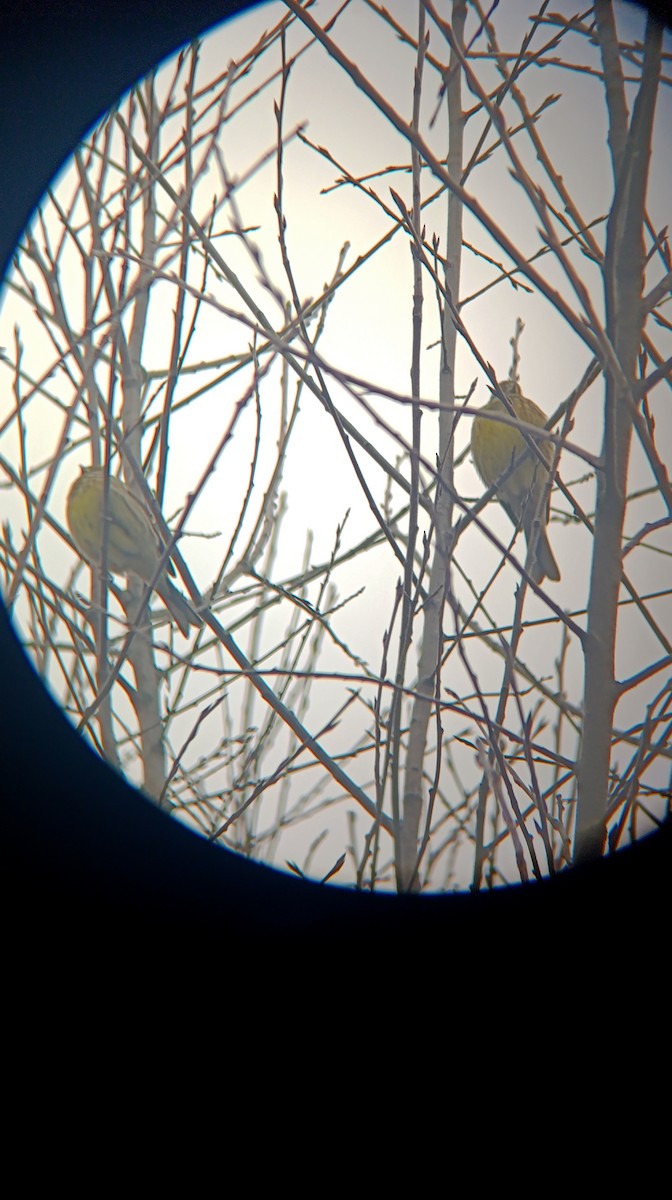 キアオジ - ML646530488