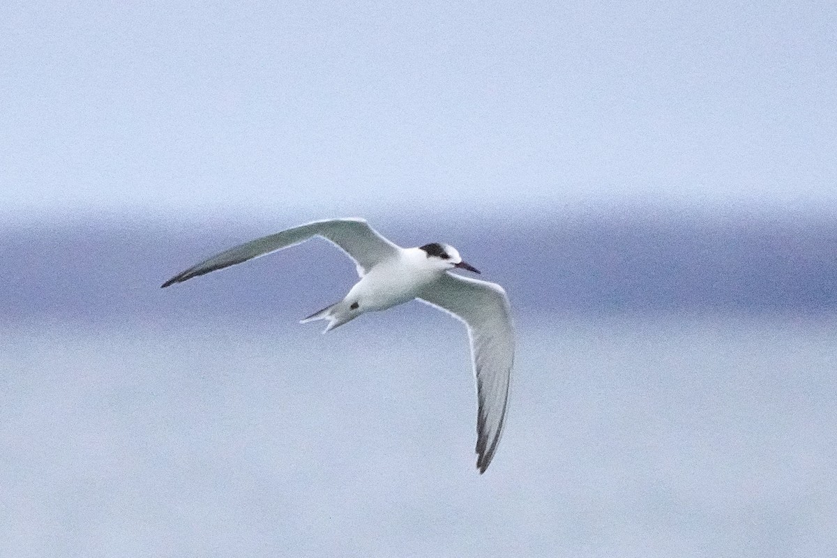 Common Tern - ML646530489