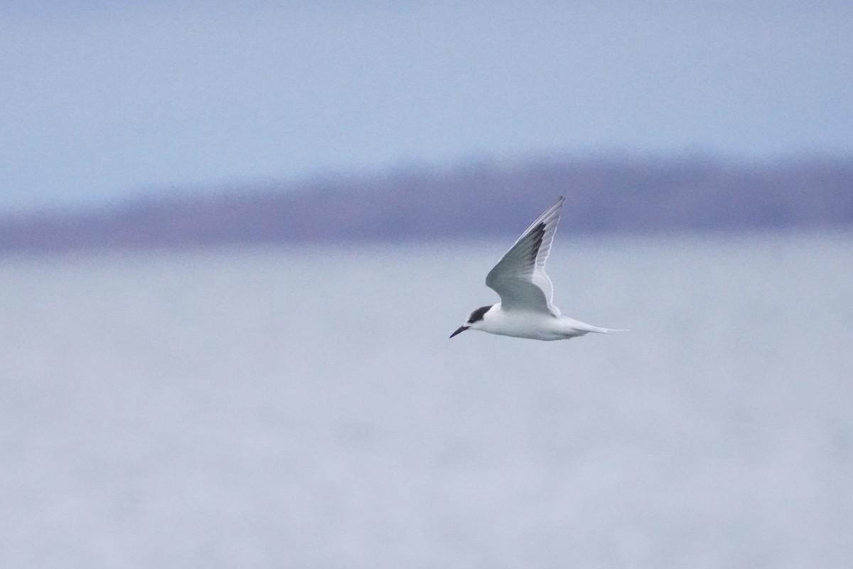 Common Tern - ML646530490