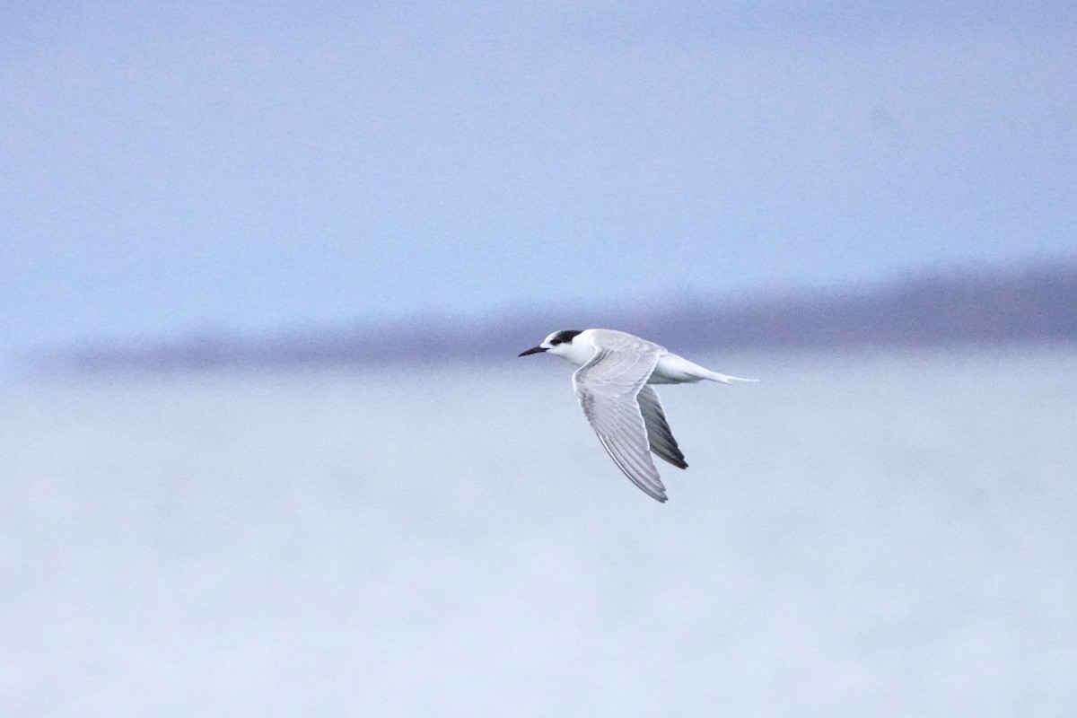 Common Tern - ML646530491