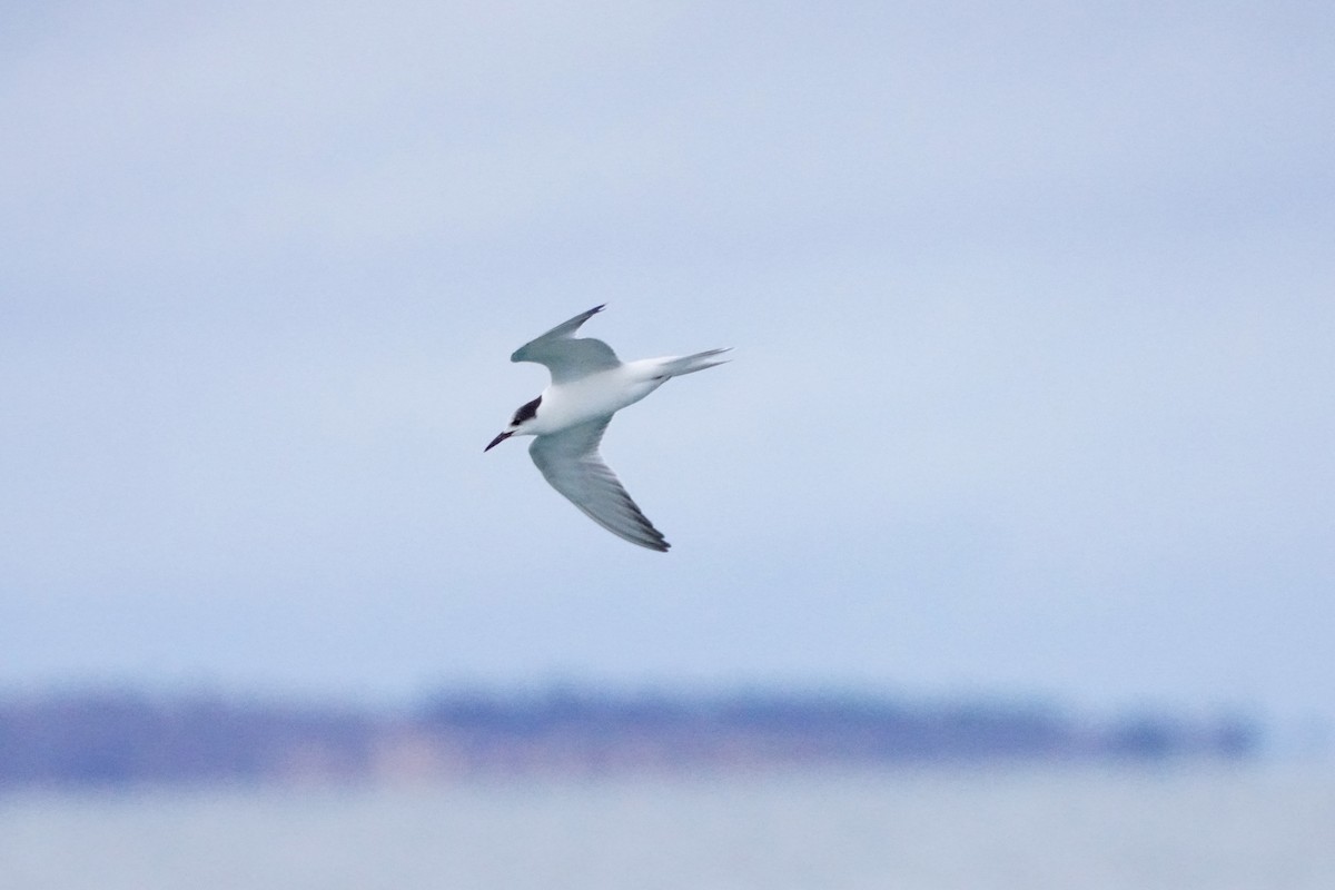 Common Tern - ML646530494