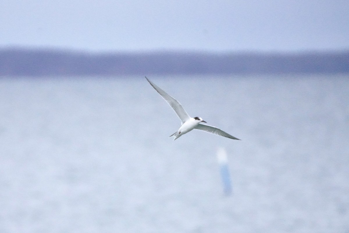 Common Tern - ML646530495