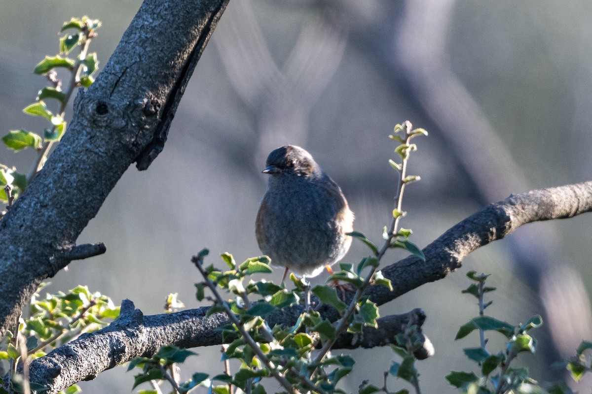 Heckenbraunelle - ML646530496