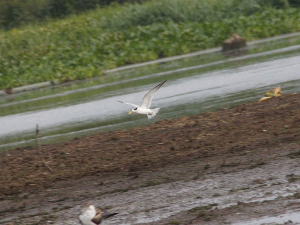 Амазонская крачка - ML646530498