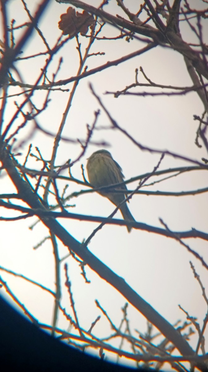 キアオジ - ML646530499